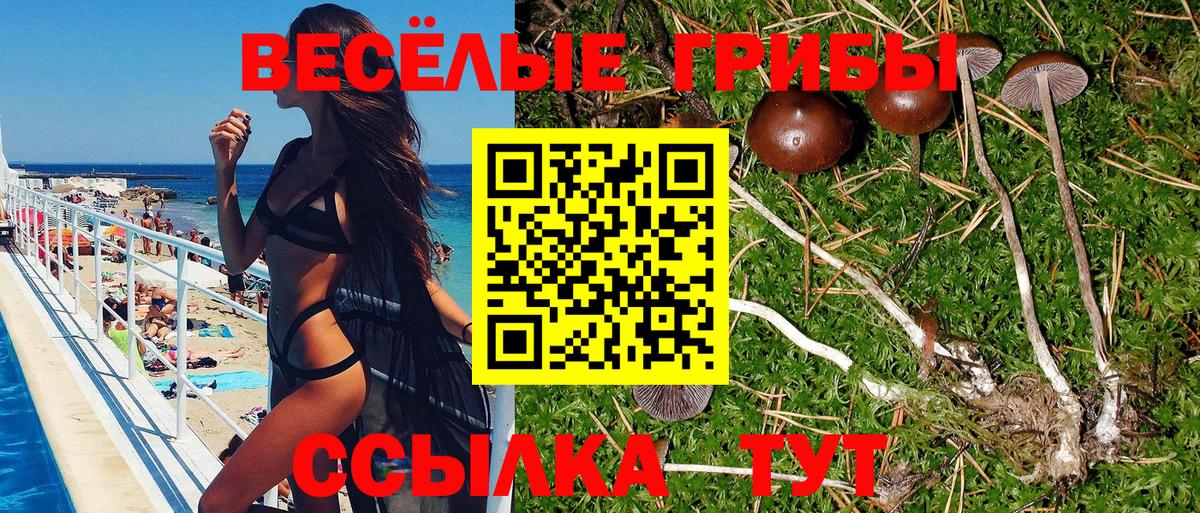Черняховск  Псилоцибиновые грибы GOLDEN TEACHER  Вход с VPN  Галлюциногенные грибы прущие грибы 